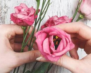 Rose Rouge Velours (Copie)
