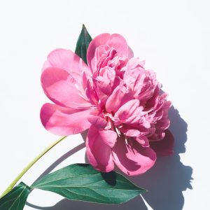 Rose Rouge Velours