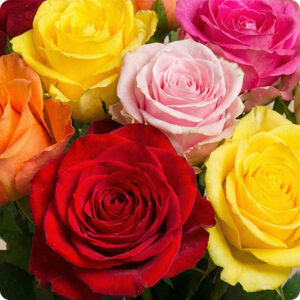 Roses variétés et couleurs diverses