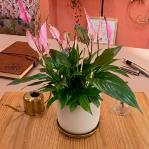 Le Spathiphyllum - Fleur de lune