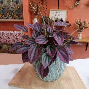 Peperomia - Canne blanche