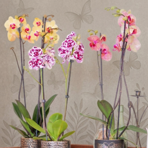 Orchidée