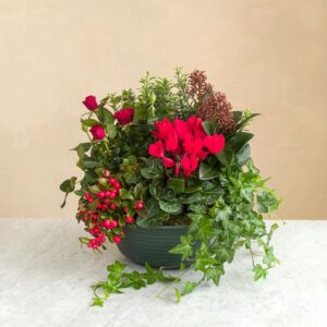Composition de plantes