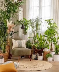 Plantes vertes